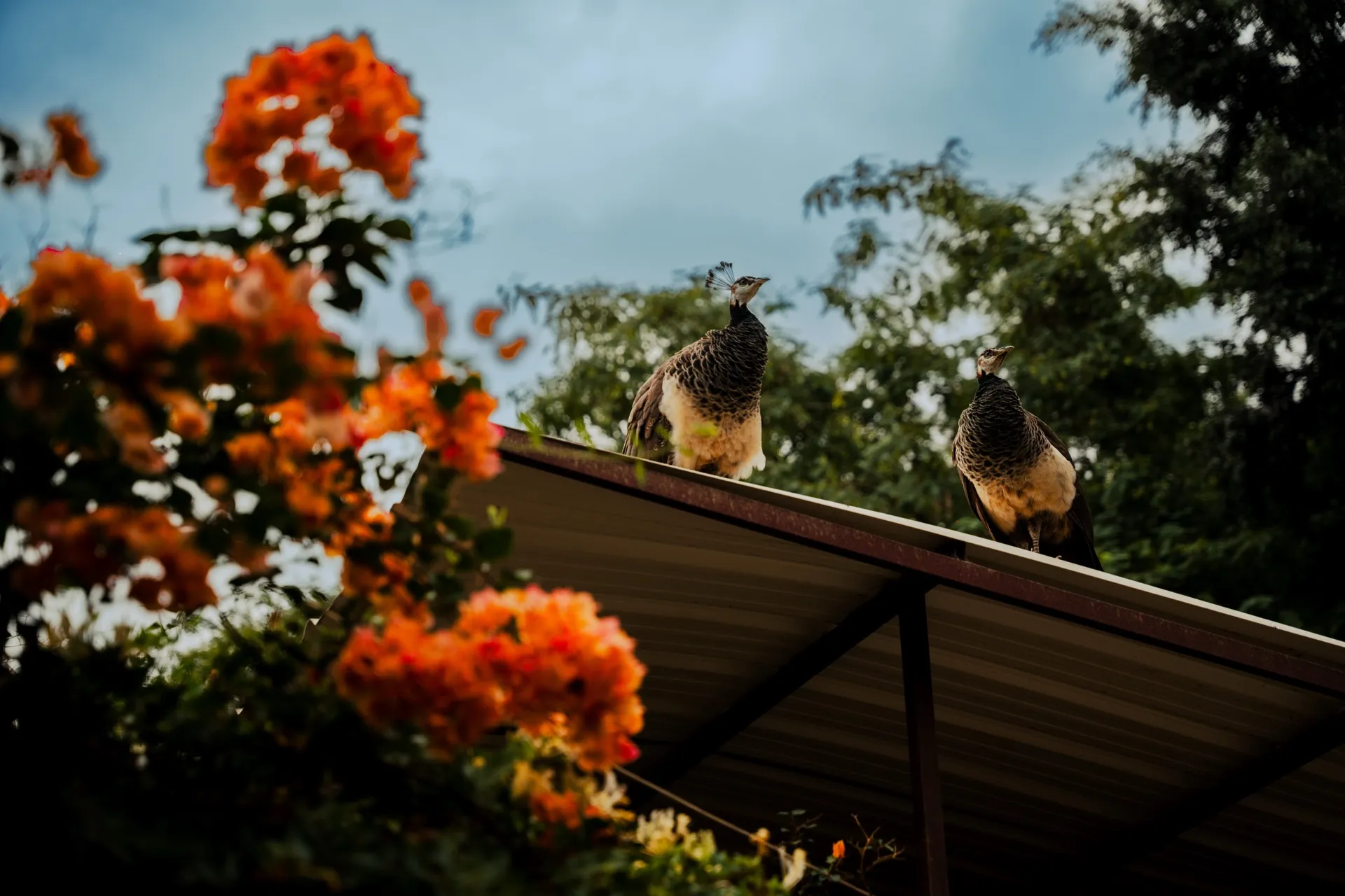 Pavos reales en jardines