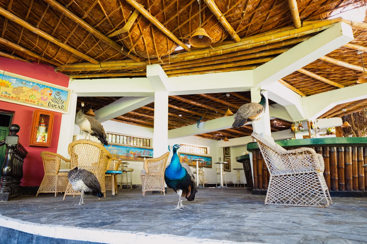Pavos reales en los jardines